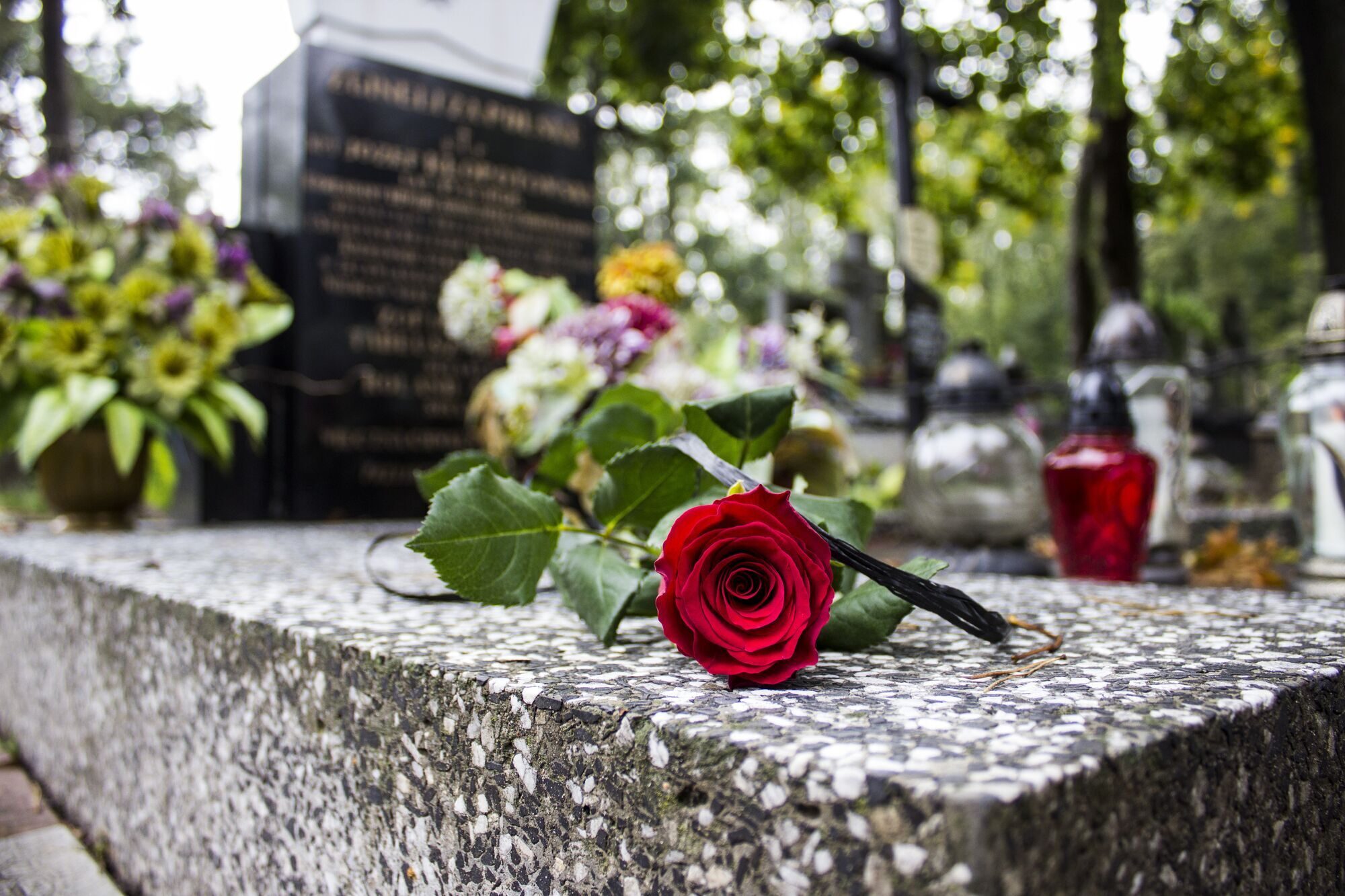 plant-flower-petal-monument-rose-spring-cemetery-grave-floristry-flowering-plant-rose-family-flower-bouquet-rose-order-1333372